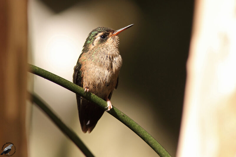 Speckled Hummingbirdadult, identification