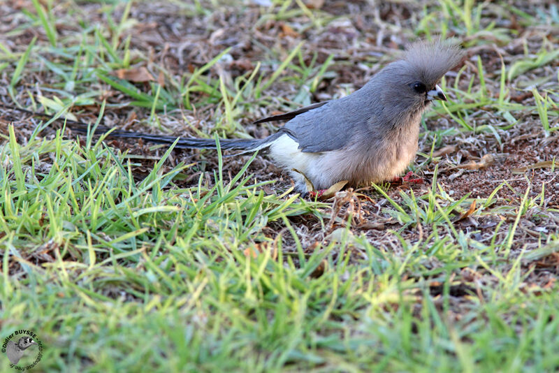 White-backed Mousebirdadult, identification