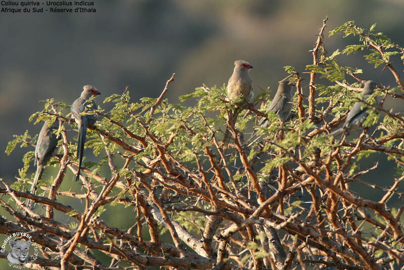 Red-faced Mousebird, identification