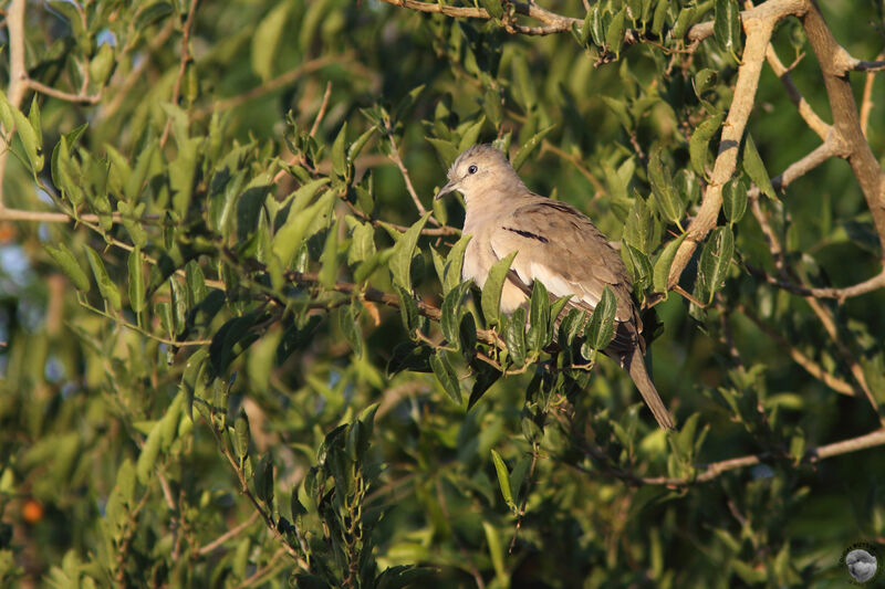 Picui Ground Doveadult, identification