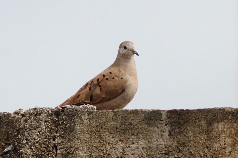 Colombe rousseadulte, identification