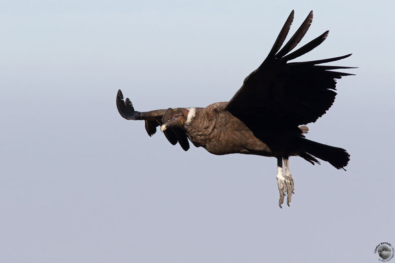 Andean Condorimmature, Flight