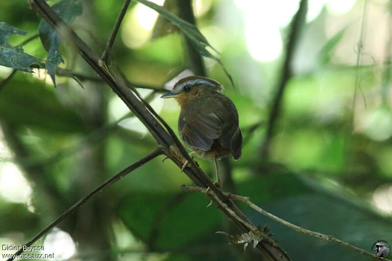 Conophage rouxadulte, identification