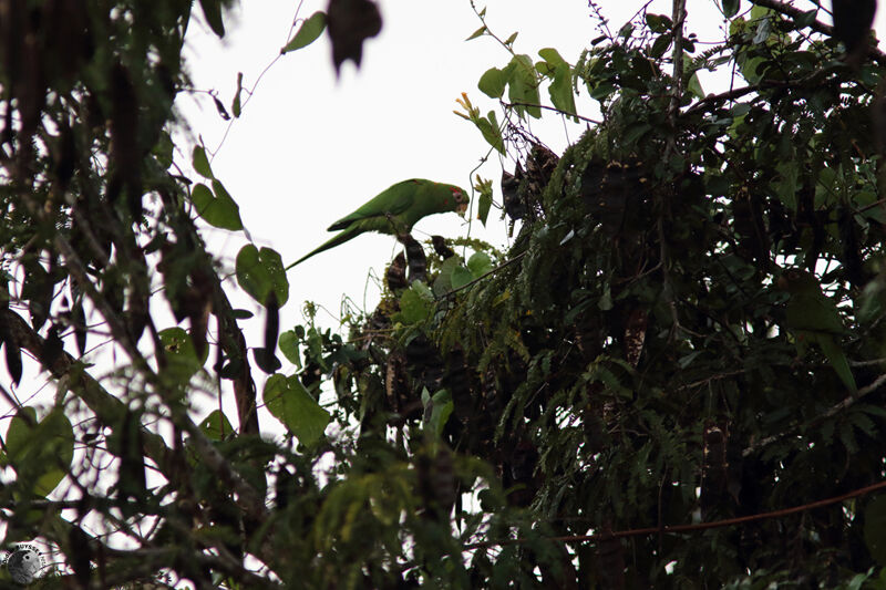 Conure de Cubaadulte, habitat