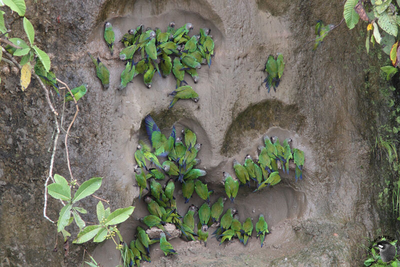 Dusky-headed Parakeetadult, identification, feeding habits, Behaviour