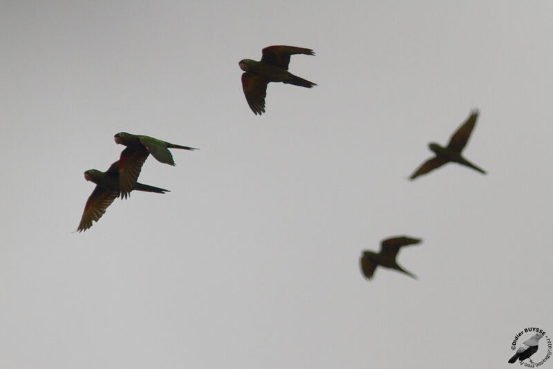 White-eyed Parakeetadult, Flight