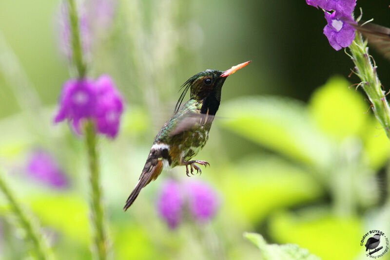 Black-crested Coquette male adult breeding, Flight