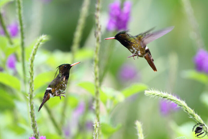 Black-crested Coquette male adult breeding, identification, Flight, Behaviour