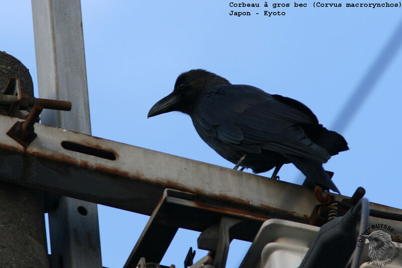 Corbeau à gros bec