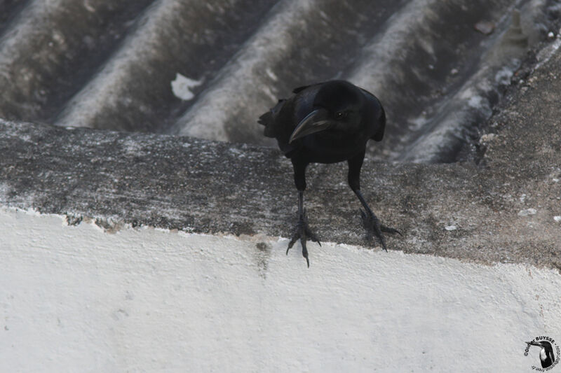 Corbeau à gros becadulte, identification