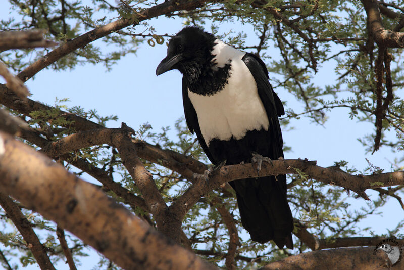 Pied Crowadult, identification