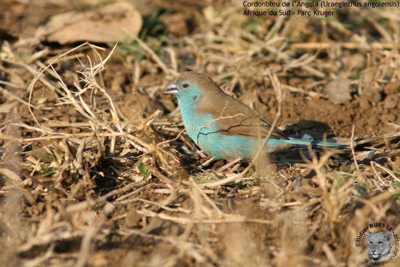 Cordonbleu de l'Angola mâle