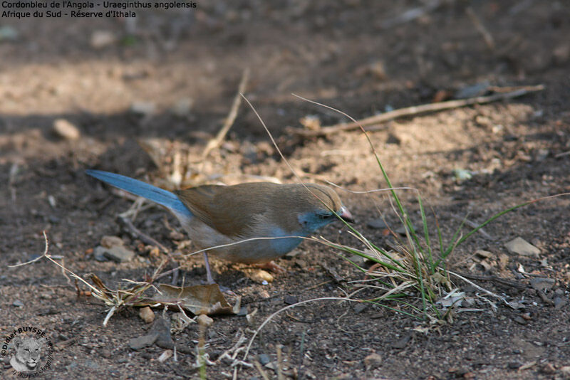 Blue Waxbill female adult, identification