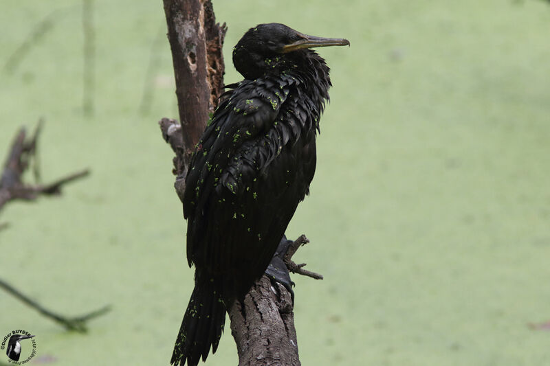 Cormoran à cou brun, identification