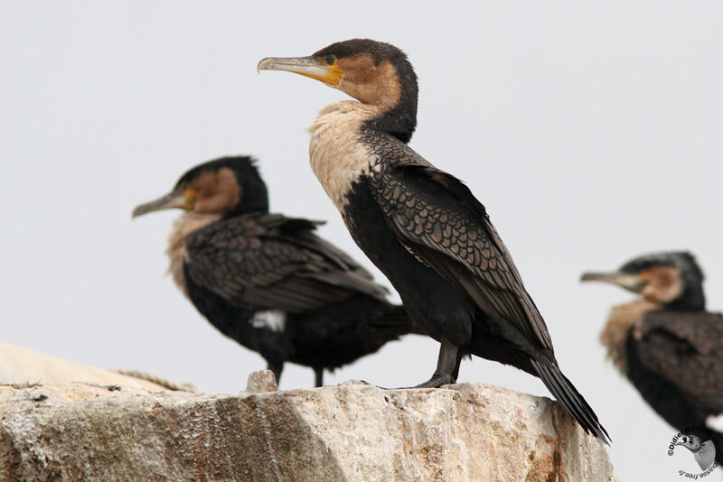 White-breasted Cormorantadult, identification