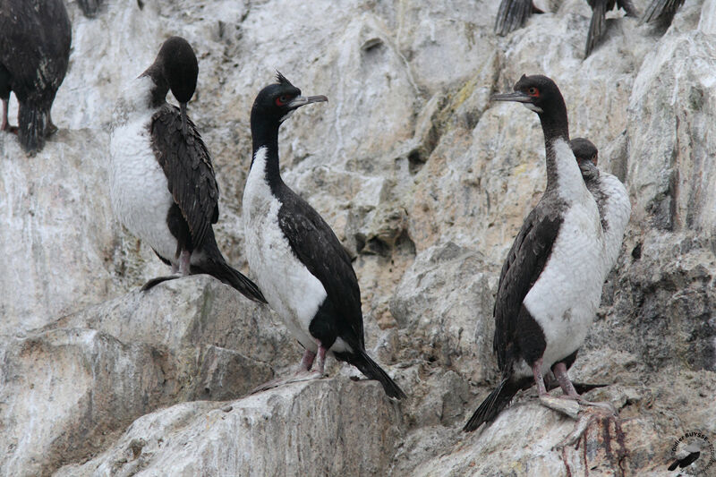 Guanay Cormorantadult, identification