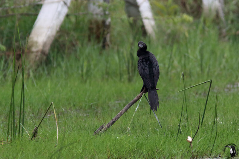 Little Cormorantadult, identification