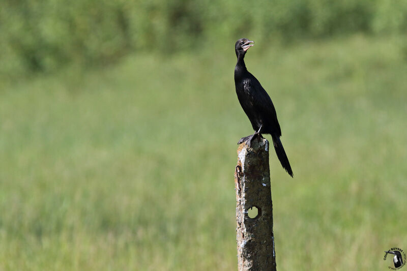 Little Cormorantadult, identification