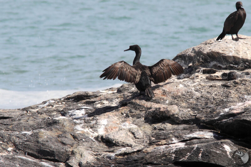 Cormoran des bancsadulte, identification