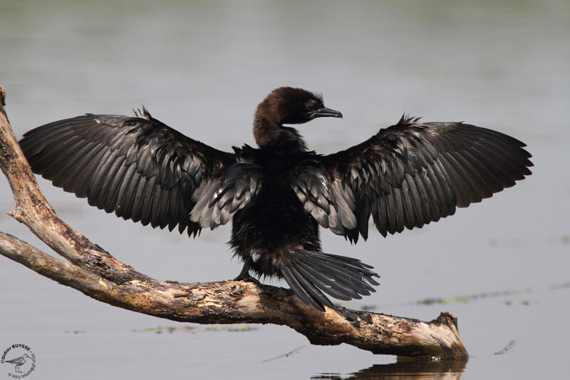 Cormoran pygméeadulte, identification, Comportement