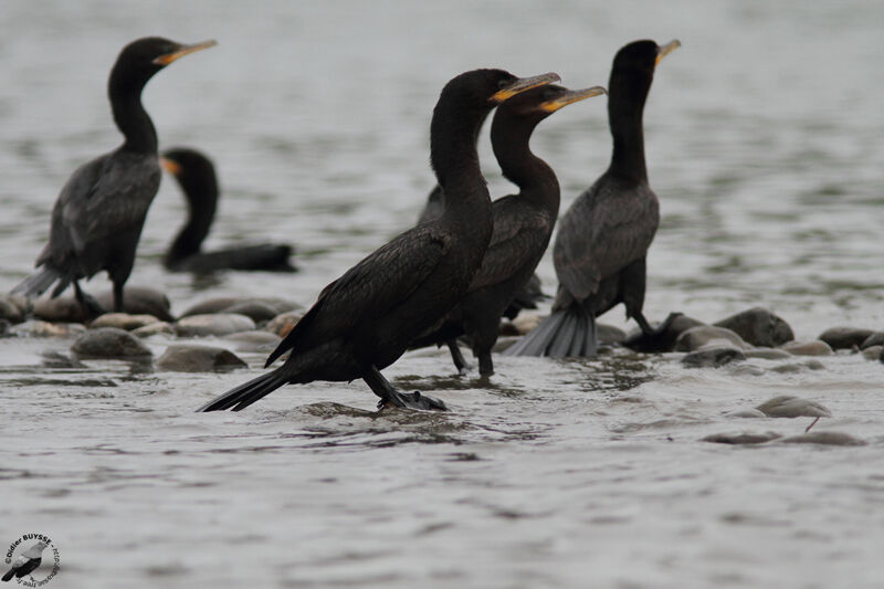 Cormoran viguaadulte, identification