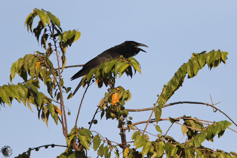 Cuban Crowadult