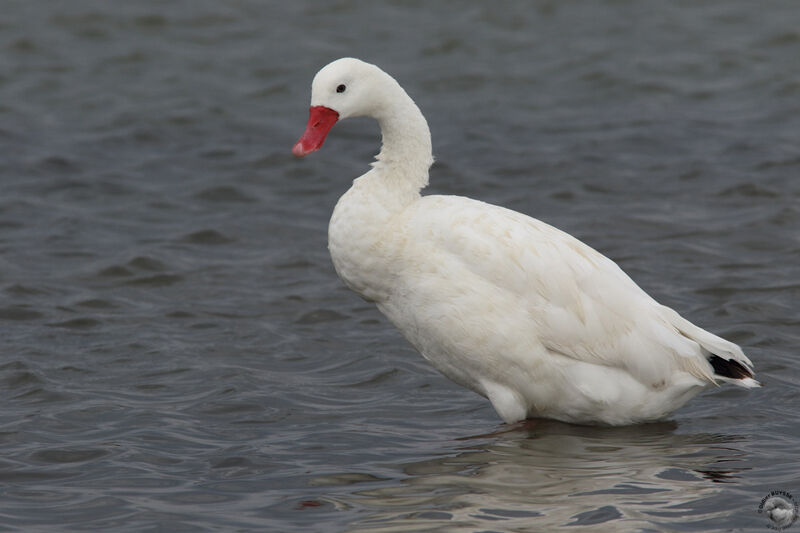 Coscoroba blancadulte, identification