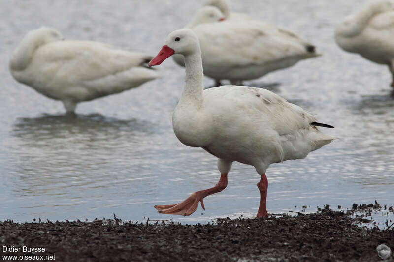 Coscoroba Swanadult, identification