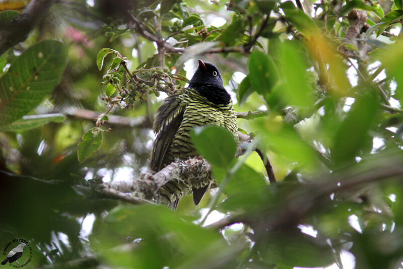 Barred Fruiteater male adult, identification