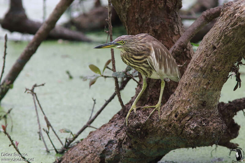 Indian Pond Heronadult post breeding, Behaviour