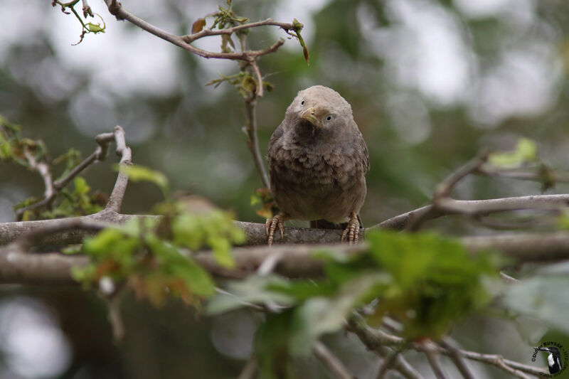 Yellow-billed Babbler, identification