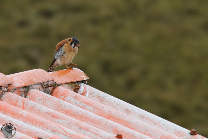 American Kestrel male adult