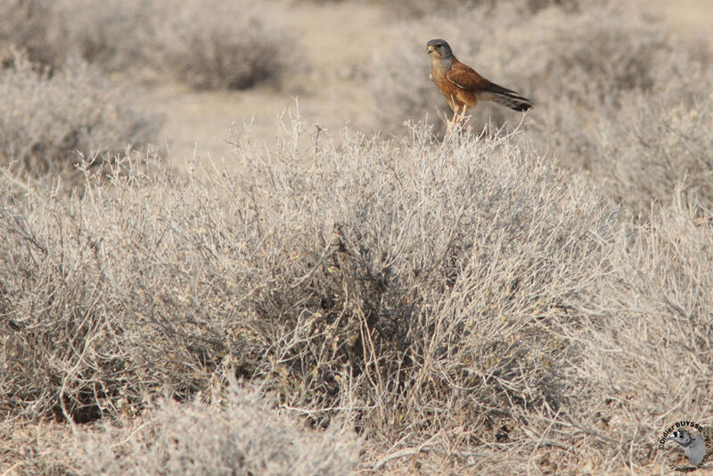 Rock Kestrel male, identification