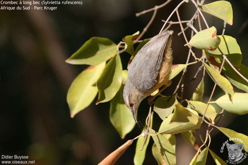 Long-billed Crombec, habitat, pigmentation, fishing/hunting