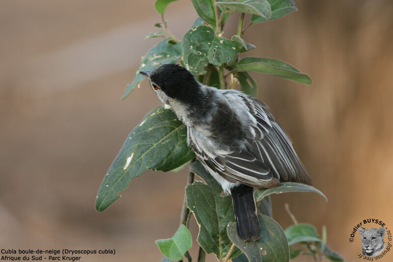 Black-backed Puffback