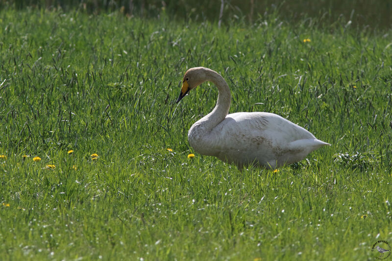 Whooper Swanadult, identification, walking, eats