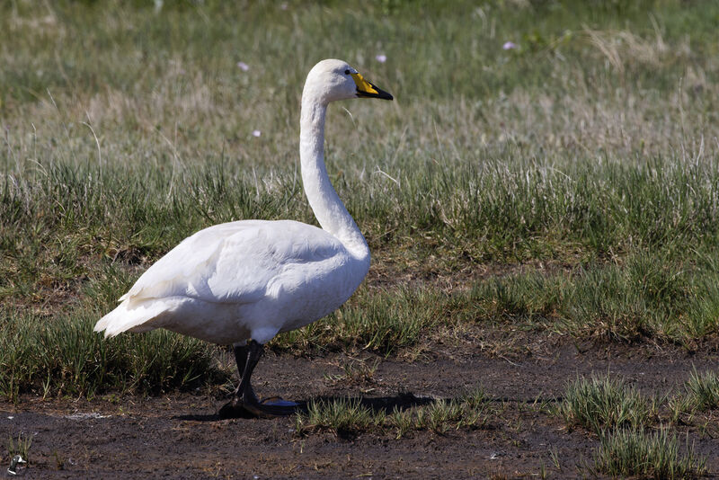 Whooper Swan