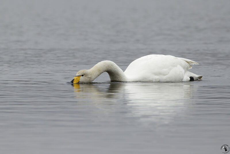 Whooper Swan