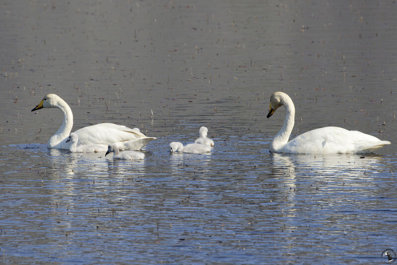 Cygne chanteur, nage, Nidification