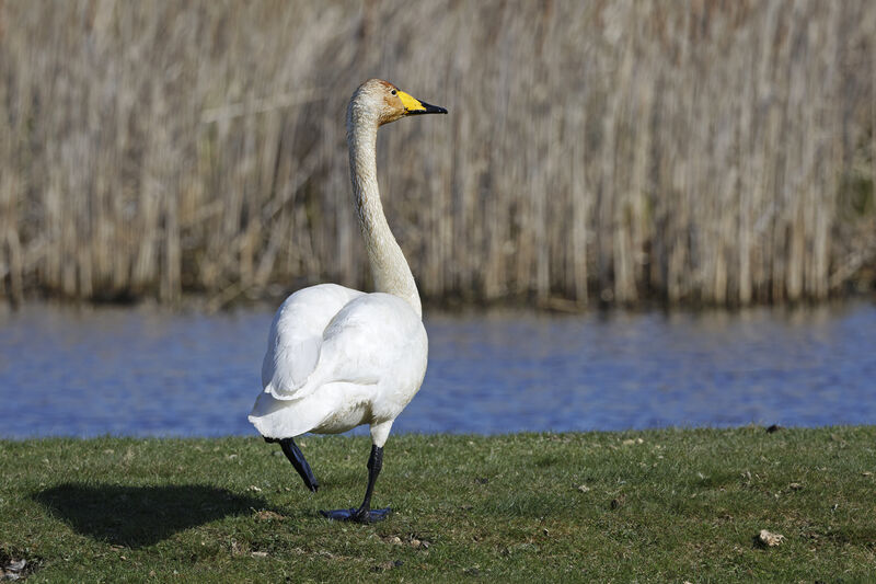 Cygne chanteuradulte