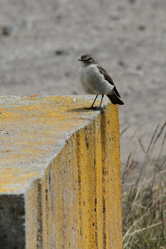 Paramo Ground Tyrantadult, identification