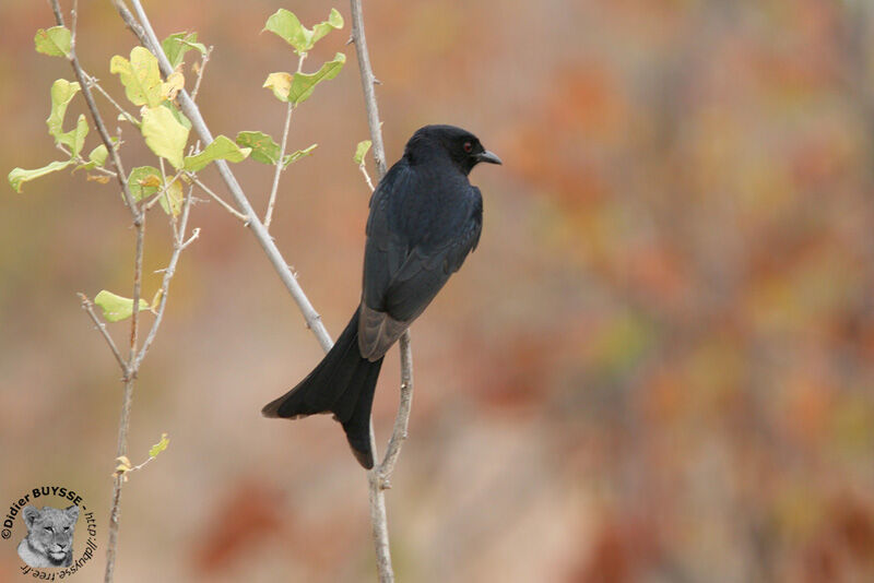 Drongo brillantadulte, identification