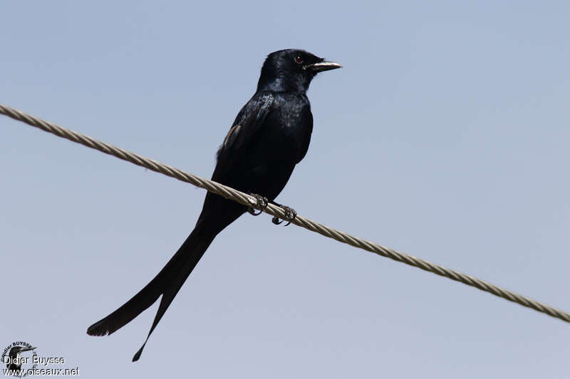 Black Drongoadult, identification