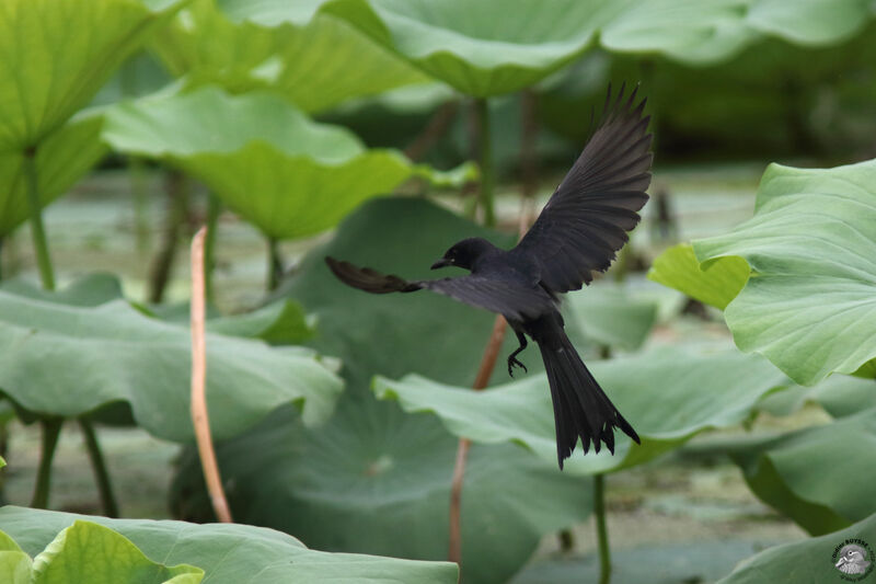 Drongo royaladulte, identification, Vol, pêche/chasse