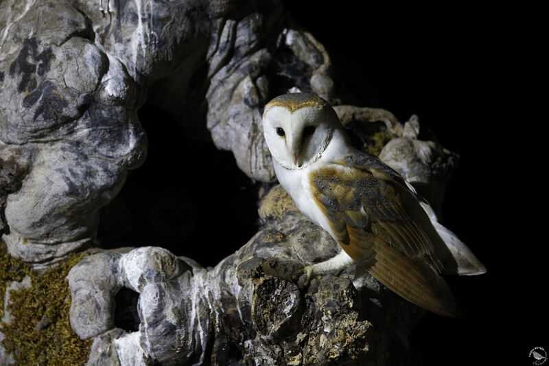 Western Barn Owl