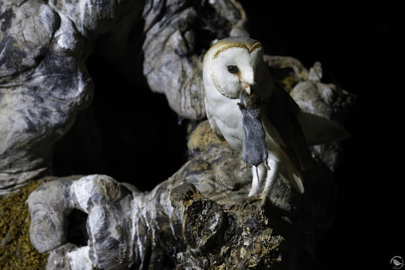 Western Barn Owl male adult