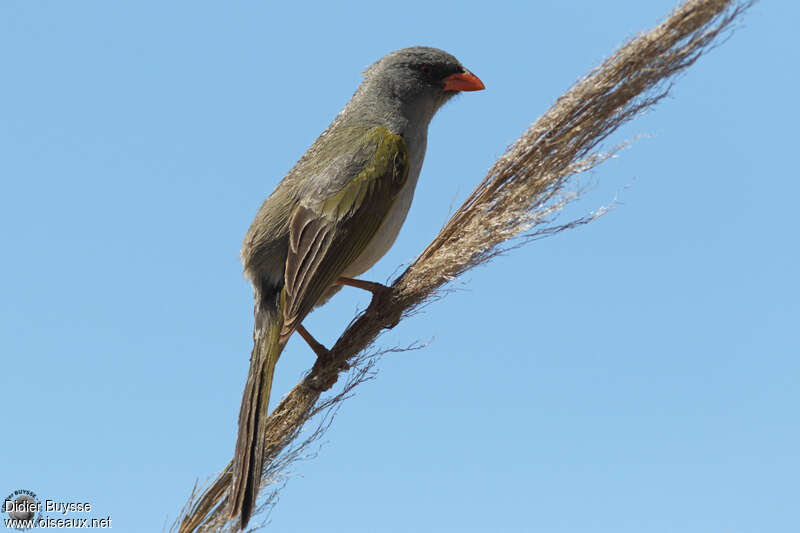 Pampa Finchadult breeding, identification