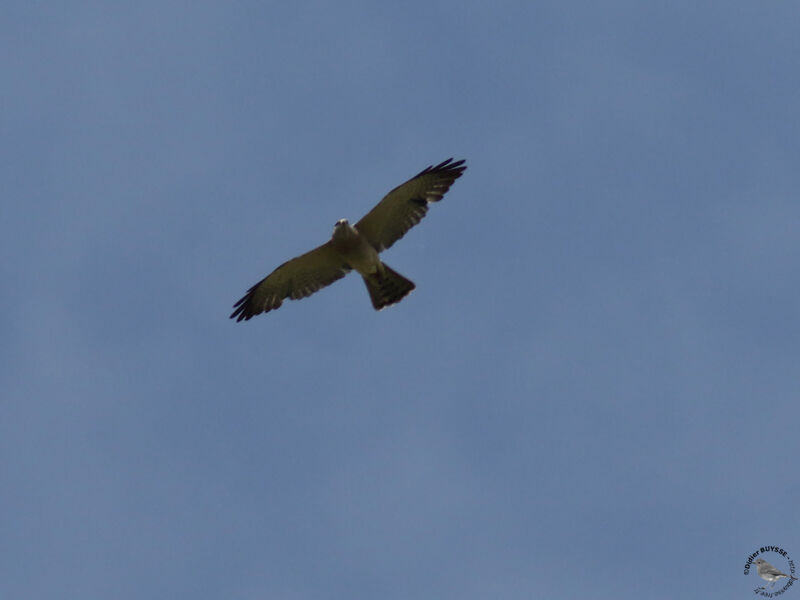 Levant Sparrowhawk male adult, identification