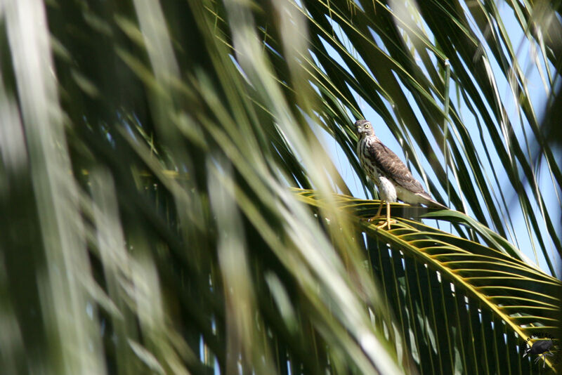 Shikraimmature, identification