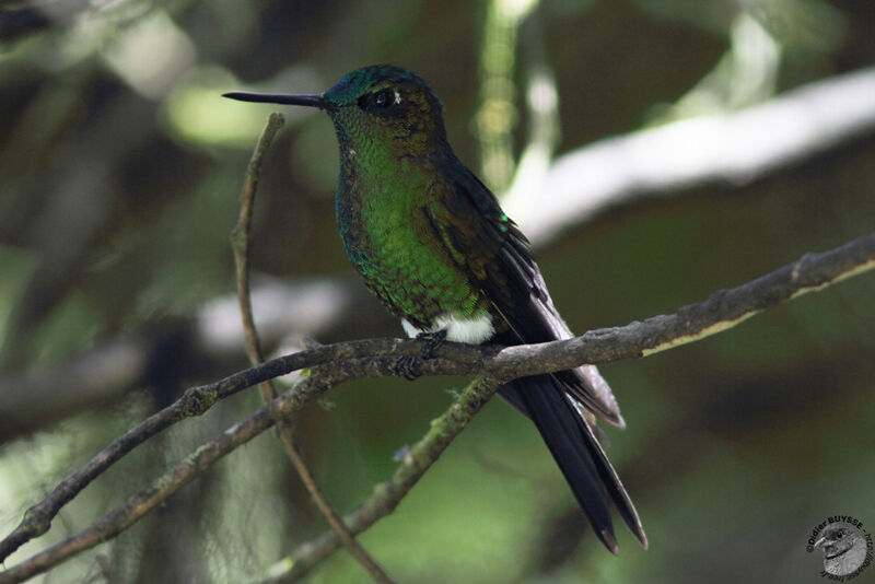 Sapphire-vented Pufflegadult, identification